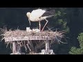 コウノトリ④ 親子の うんち💩