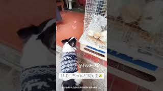 ひよこちゃんとご対面🐤💕#チワワ #ちわわ #ペット動画 #犬