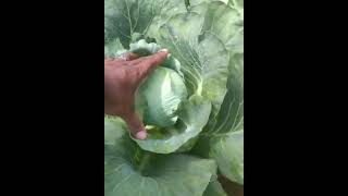 കർണാടകയിലെ ഒരു cabbage തോട്ടം കണ്ടാലോ