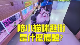 奴才陪貓主子逛街去~ 陪小貓咪逛街是什麼體驗? #shorts