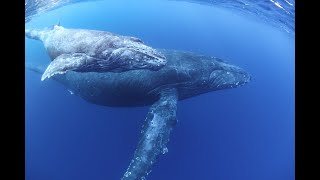 本日のグマの海【那覇ホエールスイム開幕直前編】親子クジラにエスコート2頭つき！沖縄那覇にて