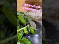 【天使かな？】リクガメの赤ちゃんの食事がかわいすぎる