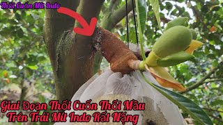 Giai Đoạn Thối Cuốn và Thối Mầu Mít Indo Ruột Đỏ Đang Gây Hại Rất Mạnh