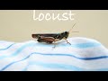 Locust Sound