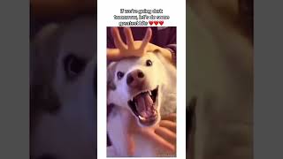 Dogs being idiot part 49 #funnydog #funnypet #cutedog #dog #pets