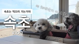 애견동반 여행지로 꽉 채운 속초여행 vlog | 속초애견동반