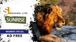 SafariLIVE Sunrise Safari - 04 June 2024 - Members Only