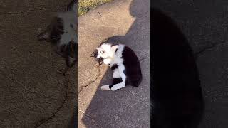 いい女でしょ！#猫動画 #cat #straycat #野良猫