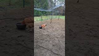 Feeding time! Czyli uczta dla kur. #chicken #garden #backyardchickens #farming #kury