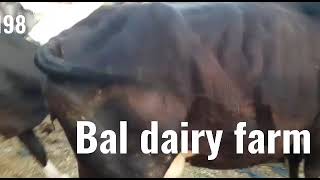 for sale bhot kat rate🐄🐂 cow👈 (bal dairy farm dist gurdaspur city batala).(8360101198)