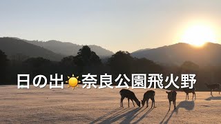 奈良公園の鹿は日の出前に出勤する。奈良公園飛火野エリアの神鹿。🤗