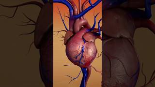 How the Human Heart Works | Amazing Facts About the Heart ❤️