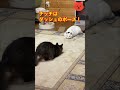 猫にゃんねる　睨み合いが始まった！　 ねこのいる生活 猫 cat ねこ かわいい動物 戦い