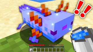 【マイクラ】超レアすぎるウーパールーパーを捕まえた？？すまないクラフトpart6【マインクラフト 】【まいくら】