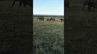 Our Planet | 4K African Wildlife - Great Migration from the Serengeti to the Maasai Mara, Kenya.