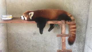 だらけた格好で寝ているレッサーパンダ（京都市動物園）Lesser panda