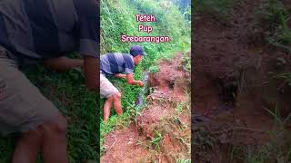 Ngintip cewek pip1s di sawah, si teteh ini bikin gagal fokus