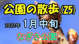 なぎさ公園の散歩　今回は小道を歩き、その後展望の丘を目指しました。途中　土肥桜や河津桜の蕾が見れました。　公園の散歩（２５）　1月中旬　「花から」