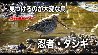 見つけるのが困難・忍者タシギ / Common snipe