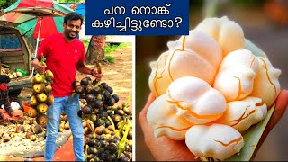 പാലക്കാടൻ പനനൊങ്ക് കഴിച്ചിട്ടുണ്ടോ?😋 Palm fruit | Summer special | Tender palm fruit | Pana nongu