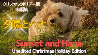 Sunset and Hana（Unedited Christmas Holiday Edition)夕陽とハナ(クリスマスマスホリデー版・未編集）