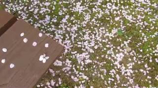 ウェザーリポート動画0402＠大阪枚方 6時28分頃（桜、かなり散った・ためにしき）