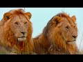 lions kings of the savannah roar of the wild ep. 1 4k uhd documentary