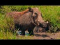 lions kings of the savannah roar of the wild ep. 1 4k uhd documentary