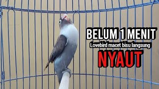 HITUNGAN DETIK PASTI NYAUT, Suara Lovebird Ngekek Panjang Paling CEPAT Buat Pancingan Lovebird