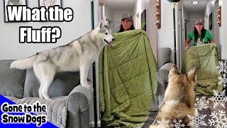 What the Fluff Challenge with my Huskies | Husky What the Fluff
