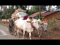 Bullock Cart | Village lifestyle | Bullock Cart Ride | Nature Videography |