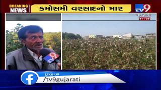 Untimely rains destroy groundnut crops, Jamnagar farmers panicked | Tv9GujaratiNews