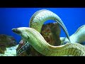 aquarium 4k ultra hd the most beautiful fish in the world the ultimate underwater escape