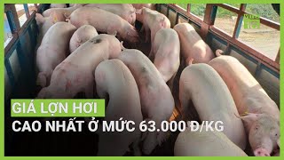 Giá lợn hơi tiếp tục tăng | VTC16