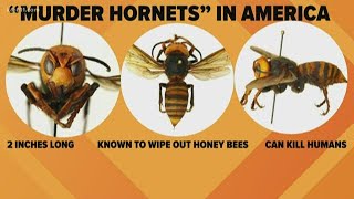 Digital Dive: So-called 'Murder hornet' spotted in U.S.