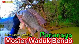 Moster Ikan Purba Waduk Bendo Kembali Menguncang Dunia Permancingan Jawatimur