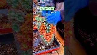 Succulent basic ideas: Recycling old things to grow succulents 多肉植物 | 다육이들 | Suculentas #plants