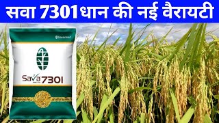 सवा 7301 धान की नई वैरायटी 2023/Sava 7301 dhan ki jankari/Sava smart rice 7301 #sava7301