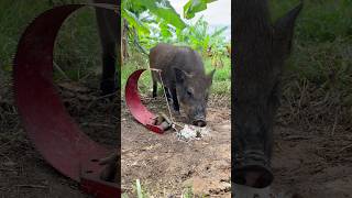 Amazing Quick Powerful Wild Pig Trap Make By saws #shortvideo #wildboar #shorts