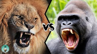 LION VS GORILLA - Who would win this fight?