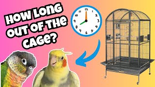 How Long Should Your Bird Be Out Of The Cage For? | Parrot Out Of Cage Time | BirdNerdSophie