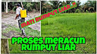 EPISOD 297 - Cara Meracun Rumput Liar Di Kawasan Rumput Minyak