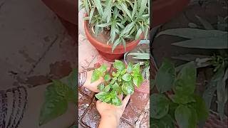 Grow naz bo(ناز بو)🌿#shortsviral #youtubeshorts #plants #nature