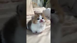 Too Cute! Watch This Adorable Kitten Meowing🐱#hellomochi #cat #cutecat #kitten #kucing #貓 #mochicat