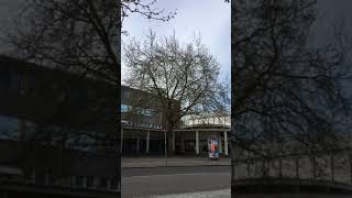 London Plane (Platanus x hispanica) - tree - April 2018