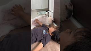 子供嫌いの元保護犬が3歳児にお腹を触るのを許した… #shorts #フレンチブルドッグ