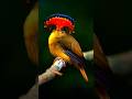 The Royal Flycatcher | Zoo Mates #animals #zoo #pets #nature #birds