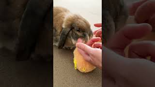 The rabbit that wakes up when you stop touching your face. #bunny #rabbit #animal #pet #shorts