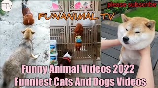 Funny Animal Videos 2022  Funniest Cats And Dogs Videos FTV