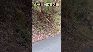 山の中で沢山の猿に遭遇しました。#猿 #ショート #ショート動画#キャンプ #shorts #short #shortvideo